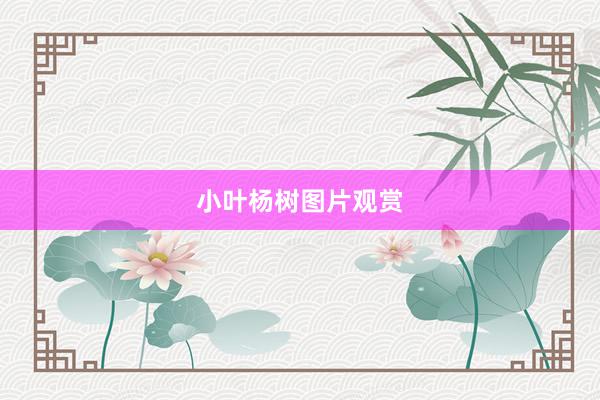 小叶杨树图片观赏